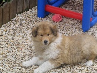 CHIOT